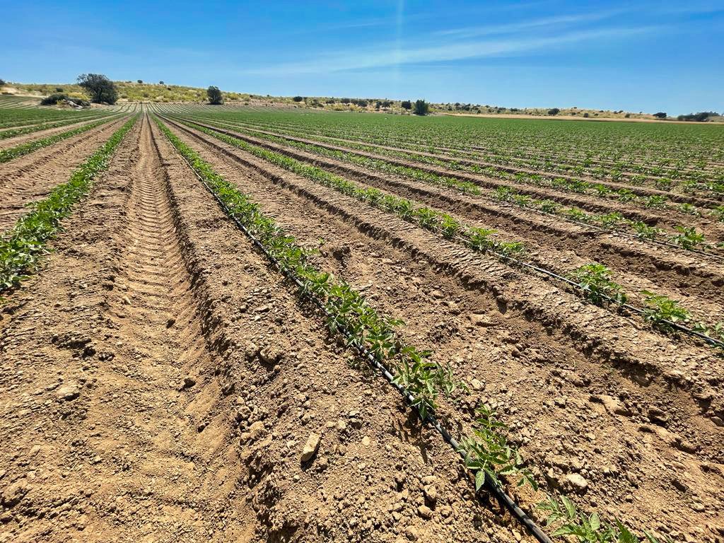 Zoberbac's tweet photo. Empieza el cultivo de #tomate de industria en Extremadura. ¿Sabías que para tener el mejor desarrollo es esencial una rápida absorción de fósforo? Por eso recomendamos la aportación de #structure. 🍅 🔝
Descarga el folleto en este link: https://t.co/LfIt7Ire91
#zoberbac #agrotech https://t.co/km9bCYDzwK