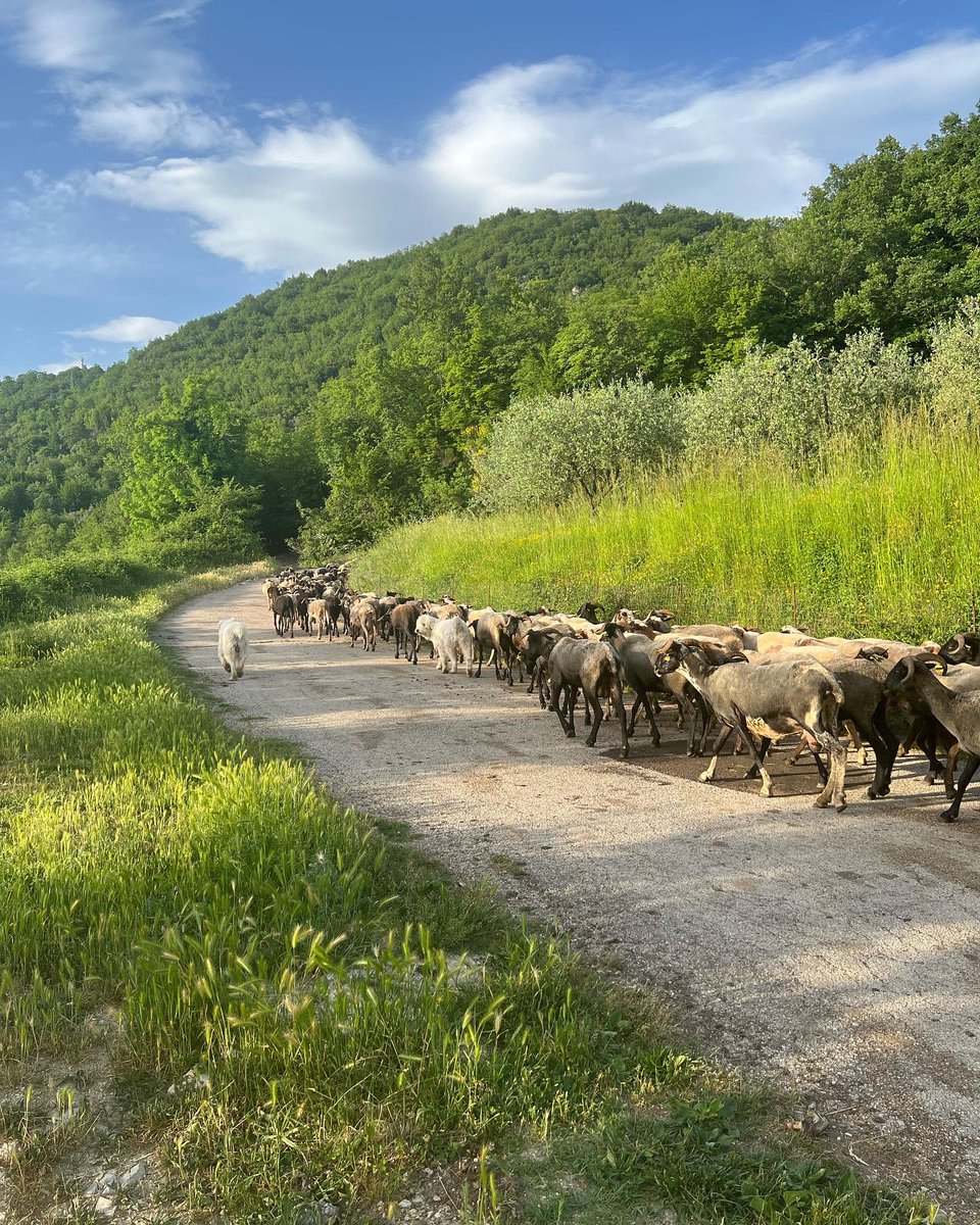 KellyPicarazzi's tweet photo. Time moves slowly here. It’s glorious.

@ICiacca 

#Picinisco #Ciociaria #centralitaly https://t.co/JmhaWzyF8i