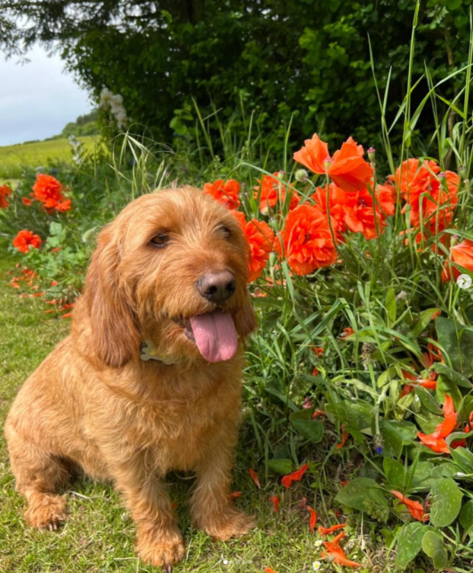 muffinshalo's tweet photo. Good Morning Angels! 🌞
Credit: @albinowskakorycka
Happy Tongue Out Tuesday!👅
📸Credit: https://t.co/vabQRlnAfS
https://t.co/EjDuFahT9Z
#bassetfauvedebretagne #tot #tongueouttuesday #bfdb #fauvedebretagne #hound #bassetfauve #dogslife #poppy #flowers #pies #pieseł https://t.co/CO5vnEGUEc