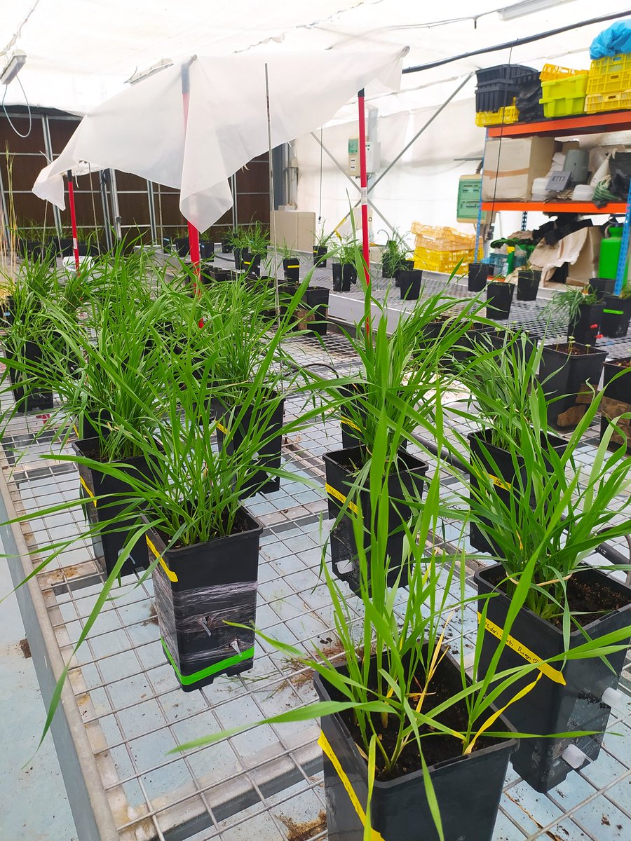 Evaluating the allelopathy potential of wheat varieties on the monocot Lolium rigidim and the dicot Portulaca oleracea  for ⁦<a href="/EcobreedP/">Ecobreed project</a>