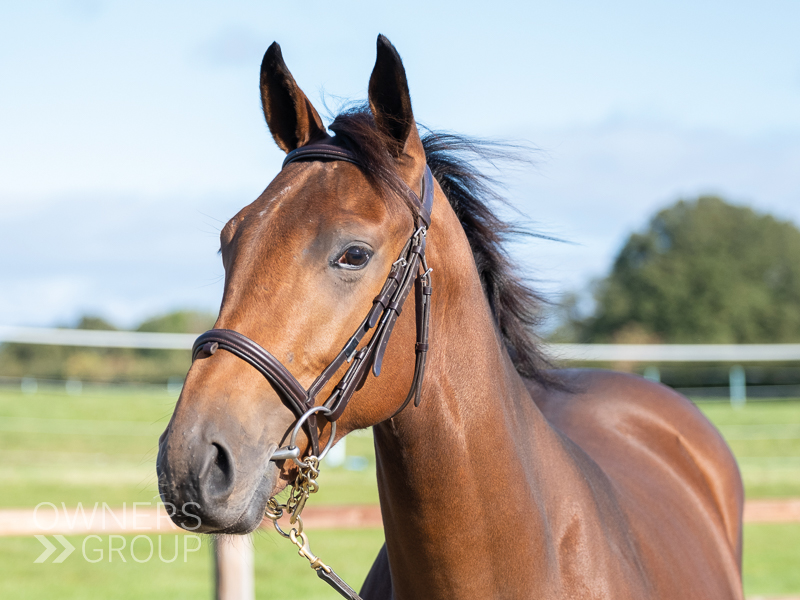 ownersgroupuk's tweet photo. Alpine Girl is declared to run in her first race tomorrow (Wednesday) for her excited owners and trainer @james_fanshawe, in the 5:55 @kemptonparkrace. Alpine Girl has an attractive, speedy pedigree so we are all excited to see her make her debut. #OwnersGroup https://t.co/FoGVYUL0s2