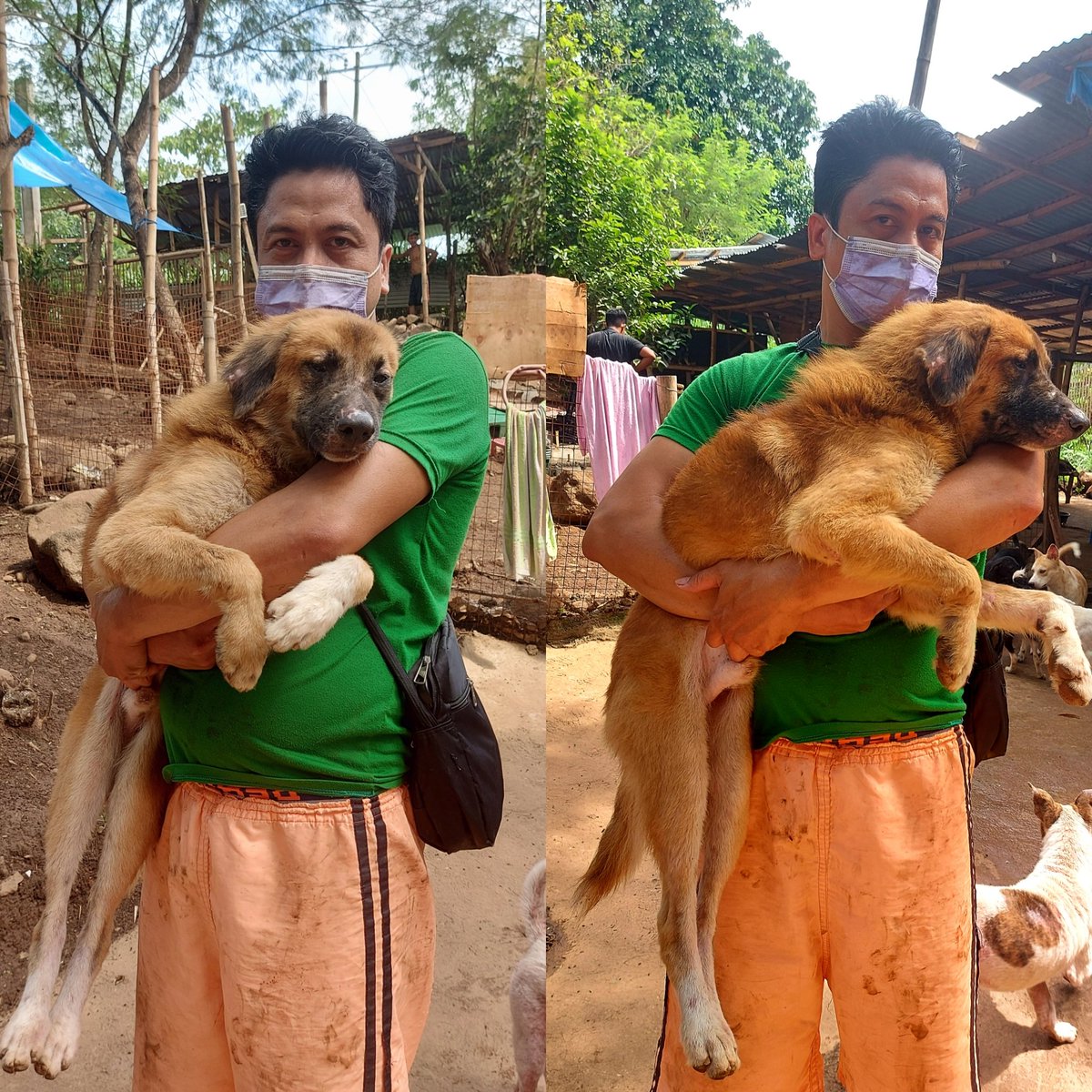 SANAShelter's tweet photo. Hi, I'm Hajie. Male

Gentle Giant ♥
I'm up for adoption. Looking for a loving family 🐶

Will you love me?🥰

@SANAShelter 
#RescueLove #AdoptMe #ChooseMe #ConsiderMe https://t.co/RS0Worr8Ai