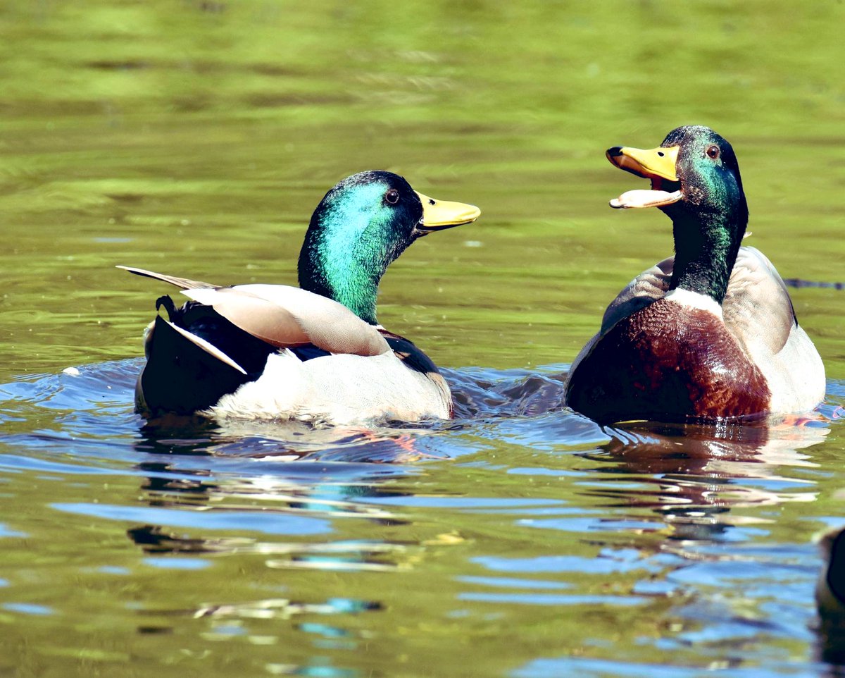 Early morning meeting 😂😂😂😂😂😂😂😂😂😂😂😂😂😂😂😂 #ducks #wildlifephotography #nature #NikonWildlife #Nikon