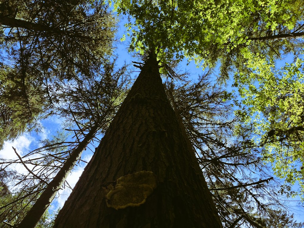 rhirhi8's tweet photo. 'Here I sit
beneath a tree.
Heart beat calm.
Soul hums free.'
- Angie Weiland-Crosby
#forestpark #Portlandadventures #pdxhikes https://t.co/BXX7OES394