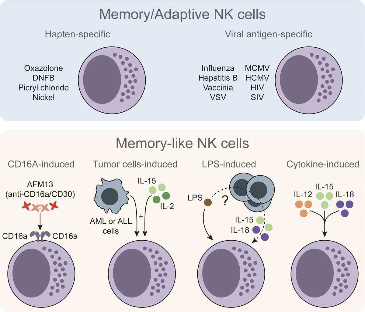 Cytokine-Induced Memory-Like #NK Cells: From the Basics to Clinical Applications <a href="/FrontiersIn/">Frontiers</a> 
frontiersin.org/articles/10.33…