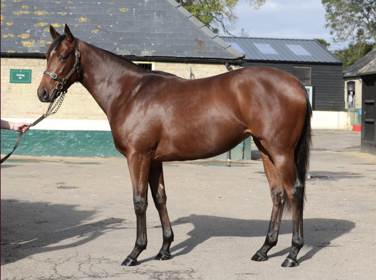 hannahmwall's tweet image. The brilliant Ocean Road flies home to win the Gamely Stks Gr.1 for @FahadAlthaniQR @Qatar_Racing What a star mare she is! A 150,000Gns @dredvers yearling purchase, superb training performance from @brenpwalsh and top ride @umbyrispoli #lasttofirst 🌊 🐎 👏👏