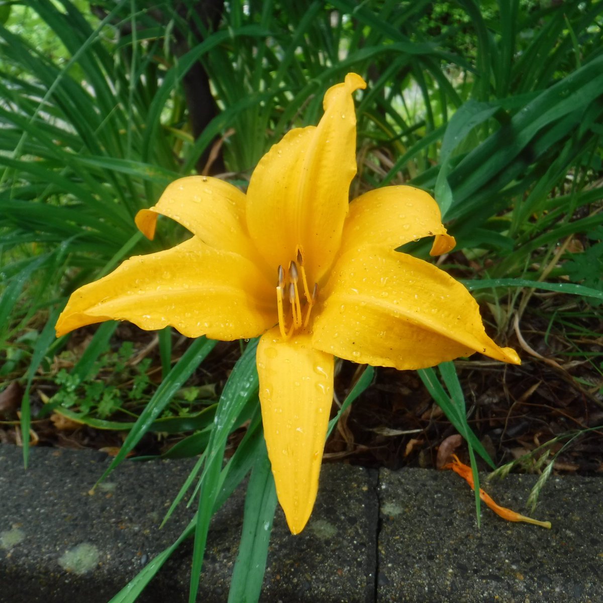 都立篠崎公園 マンシュウキスゲ 1ヵ月前に咲きましたと ツイートしたのですが また咲き始めました 篠崎公園 マンシュウキスゲ T Co Jx0kocnq46 Twitter