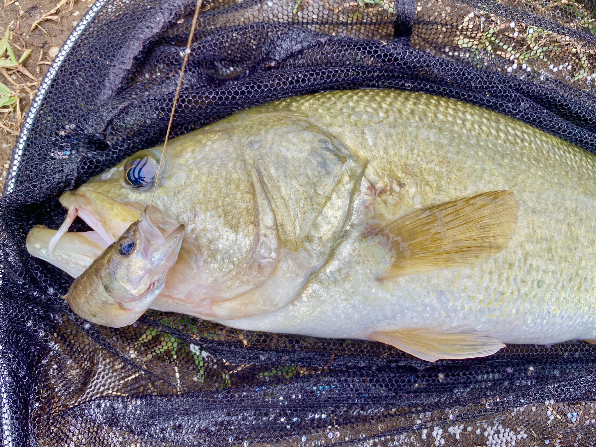 釣りユニットうさ こあ 小バス泳がせでデカバスが釣れた しっかり飲み込んでた バス釣り ブラックバス 関東釣り バスでバスを釣る 共食いだろ T Co Lgprzbged7 Twitter