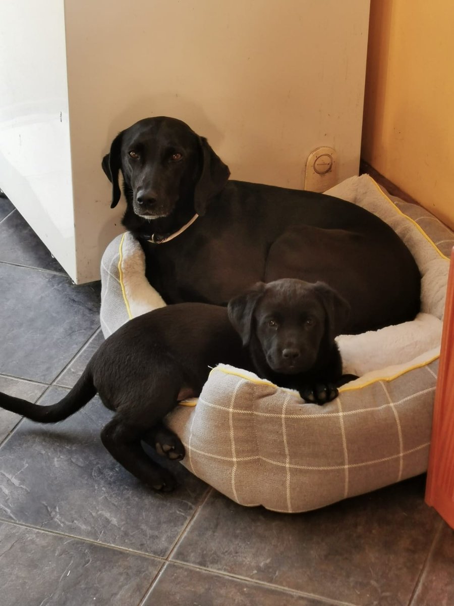 Lola &amp; Roxy