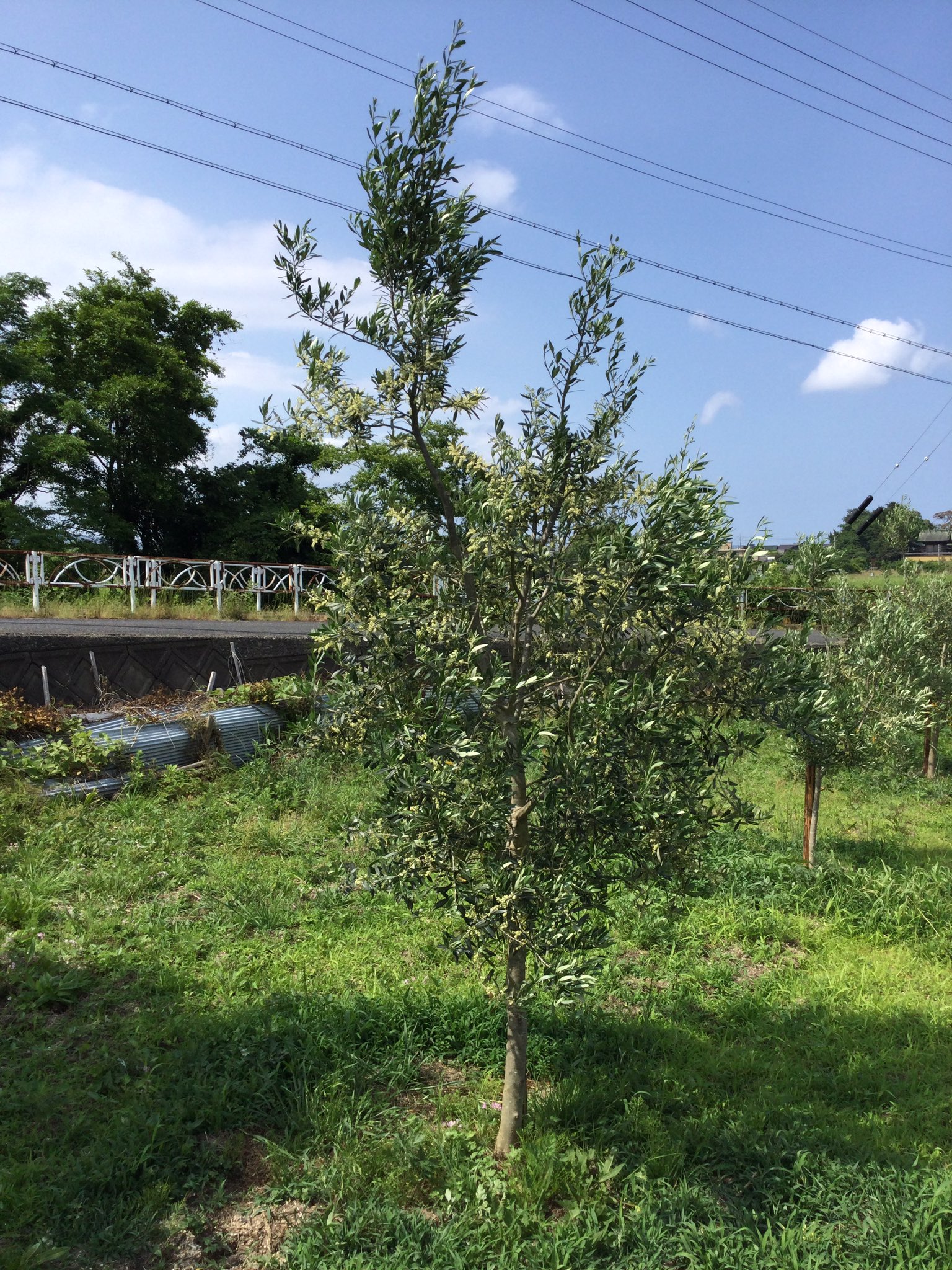 Take Olive タケオリーブ ようやく先週土曜日に 開花が始まり 今日も確認に行くと さらに花の数が増えてました 咲いた花の花ビラが落ちると 受粉の体制に入ります その頃にまた咲き始める 花の花粉が飛び交い交配すると オリーブの結実に繋がります