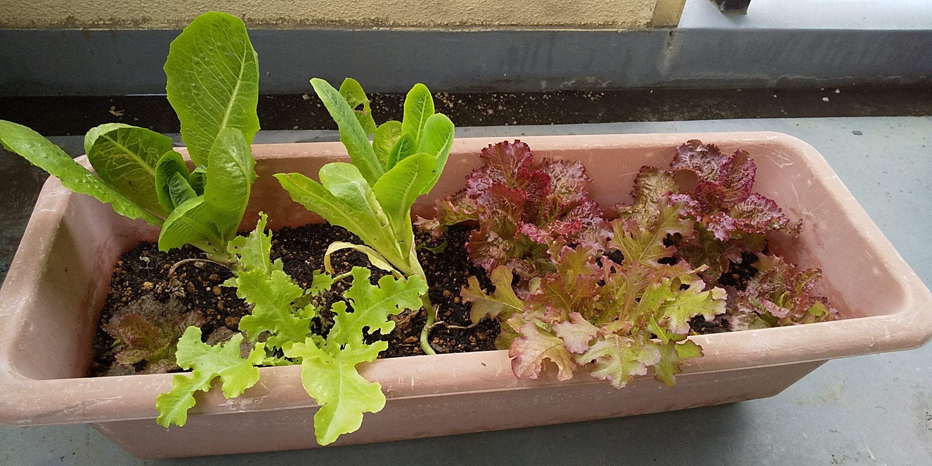 土の再利用 Twitter Search Twitter