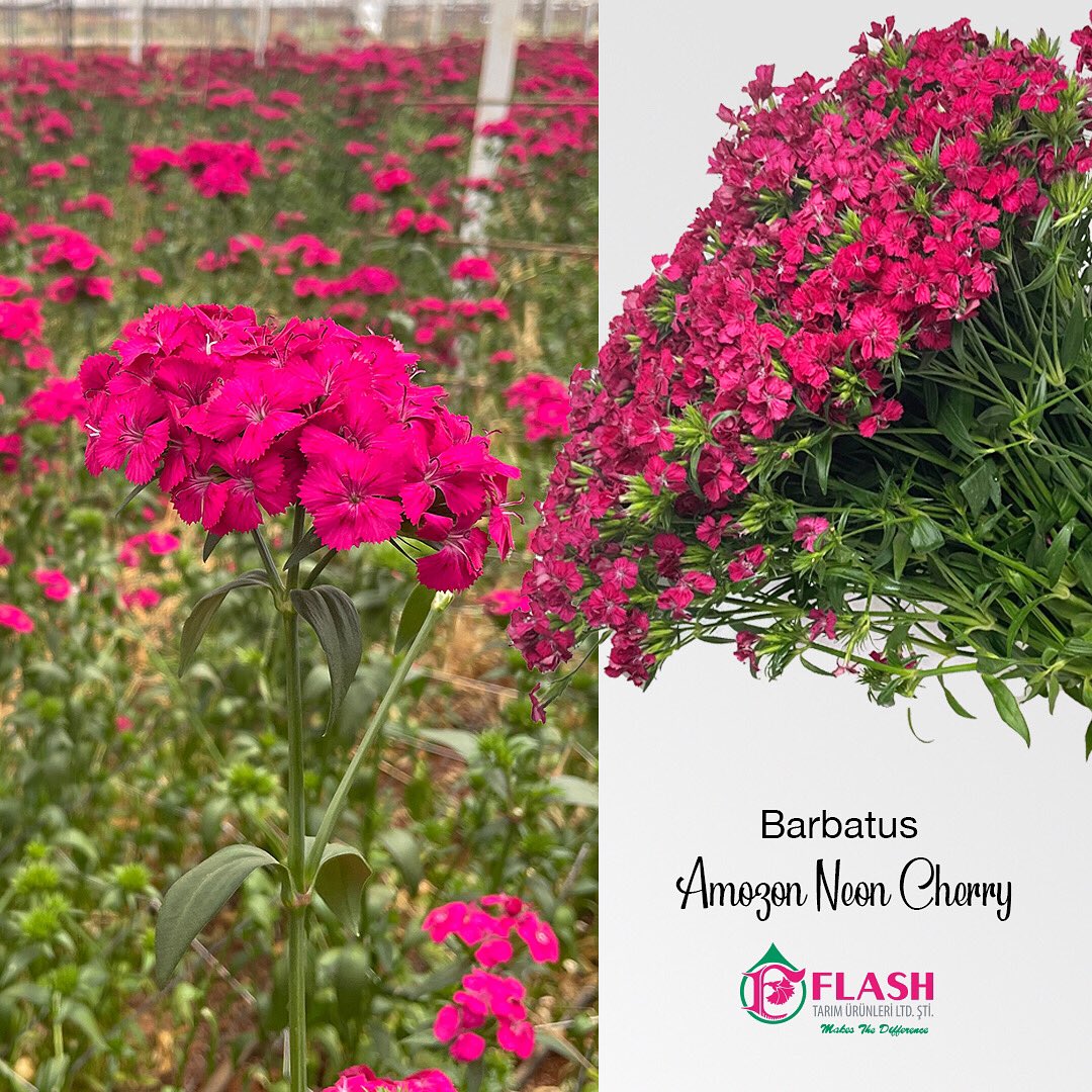 FlashFlower's tweet photo. Barbatus Amazon Neon Cherry 🌸

#MakesTheDifference #FarkYaratır #FlashFlower #FlashTarım #BiÇiçekYeter #ÇiçeğinEnGüzelHali #Barbatus #hüsnüyusufçiçeği https://t.co/634ox3si5v