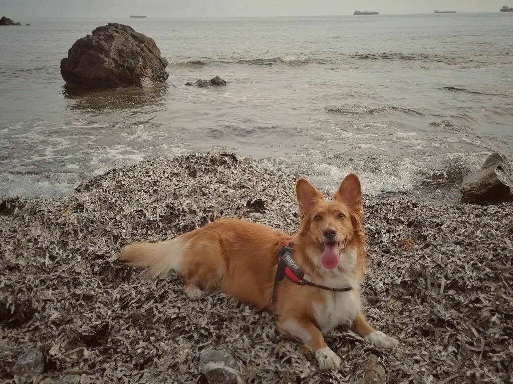 Pastrocchietto's tweet photo. Questa è Mono, adagiata su di un letto d'alghe, fiera dopo aver pasteggiato con ala di gabbiano con marinatura naturale.
PS quando ho realizzato che quello che le avevo estratto di bocca non era un legnetto volevo amputarmi la mano. https://t.co/8yxJq4uBux