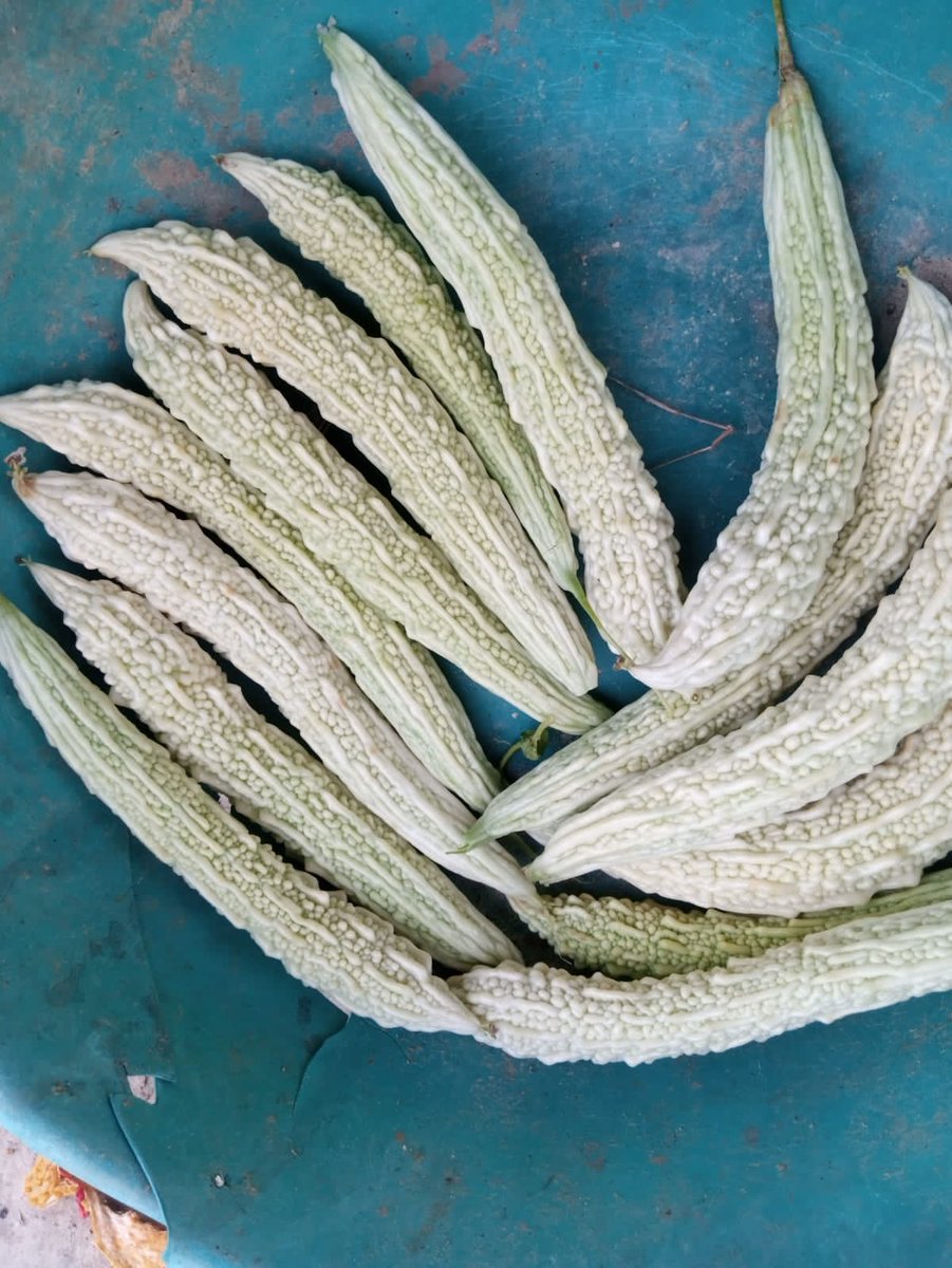 apurvgourav's tweet photo. Looking for a connection to help our #Farmers to support their Livelihood.
1. #Litchi ( Fruits)
2. #Karela ( Vegetable) Bittergourd
3. #Parbal ( Vegetable ) PointedGourd
Kindly Contact me for more Details on 9970506893
#Delhi #Mumbai #Pune #GoLocalBazar #Fruits #Vegetables https://t.co/udyLeXtvSE