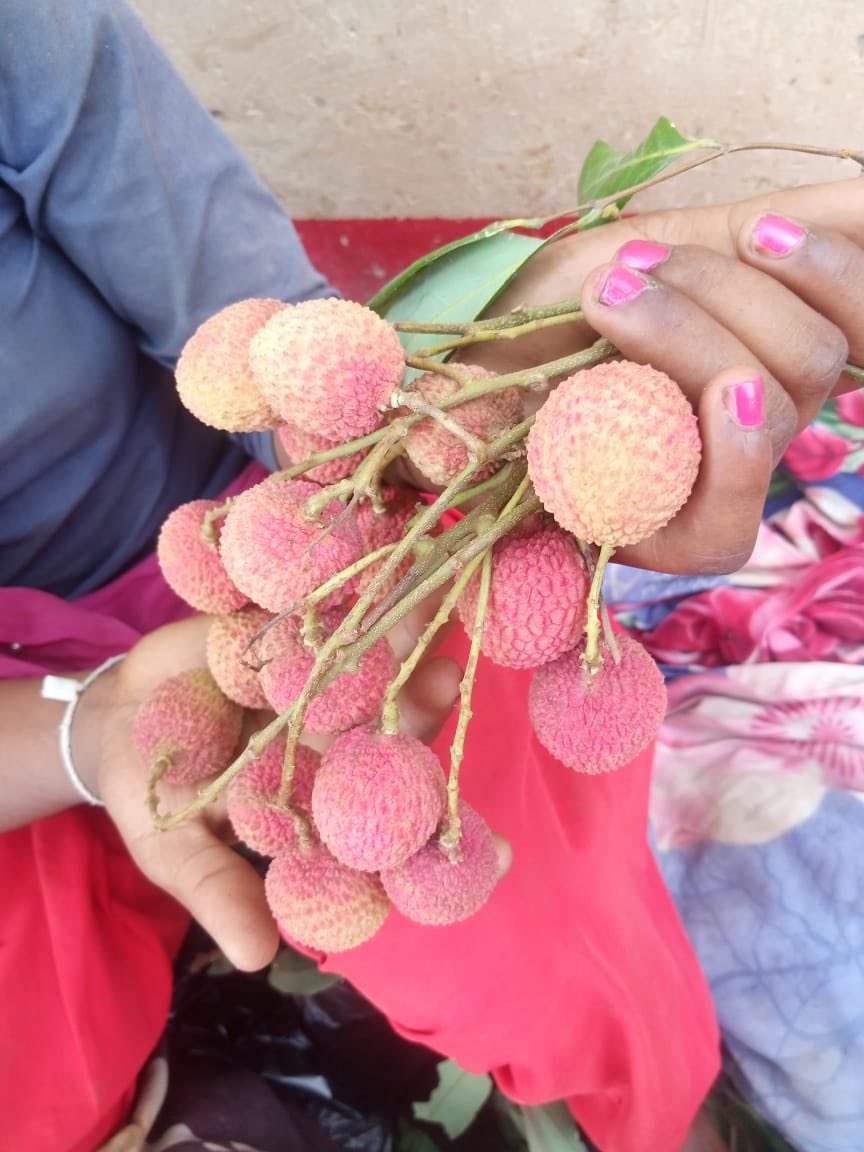 apurvgourav's tweet photo. Looking for a connection to help our #Farmers to support their Livelihood.
1. #Litchi ( Fruits)
2. #Karela ( Vegetable) Bittergourd
3. #Parbal ( Vegetable ) PointedGourd
Kindly Contact me for more Details on 9970506893
#Delhi #Mumbai #Pune #GoLocalBazar #Fruits #Vegetables https://t.co/udyLeXtvSE