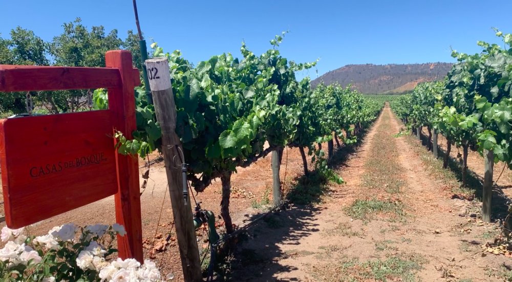 LaConca51's tweet photo. A més de 10.000 km de casa.
Nou article de @8laiev 

La meravellosa història d’una varietat oblidada, el Carménère, que va viure a l’ombra del Merlot i va renéixer cent anys després.

https://t.co/0X3uicIEgz https://t.co/GDxfQSaUne