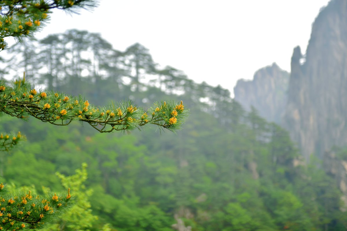 Anstronaut1's tweet photo. 🥰The early summer of Mt. #Huangshan (the #YellowMountains). A green🌲🌲 world of luxuriant plants decorated by colorful flowers of the season.
#Anhui #landscape #安徽 #黄山 #风景 https://t.co/SKb8HosG3O