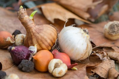 Bulbs4Kids_NL tweet media