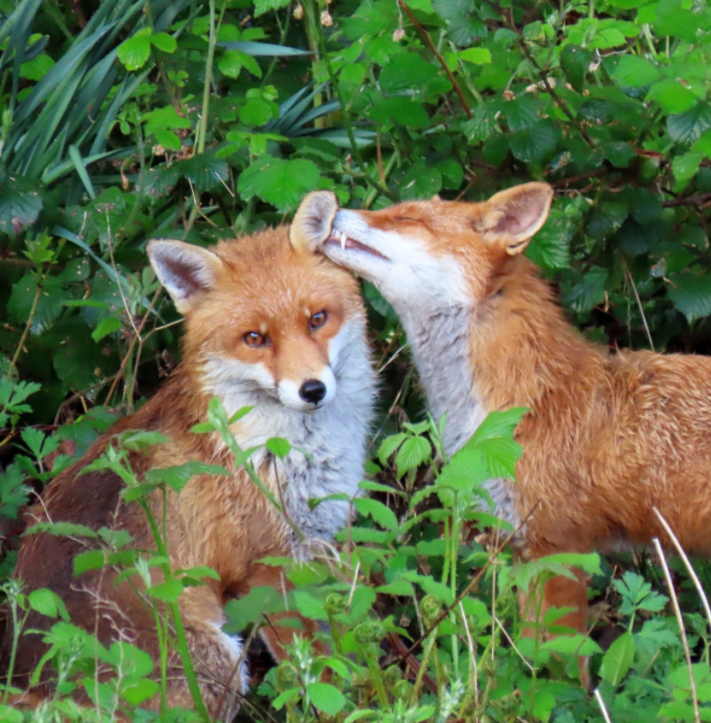 You scratch my back ... 
#FoxOfTheDay by <a href="/IsobelStenhouse/">IsobelS</a> on Instagram