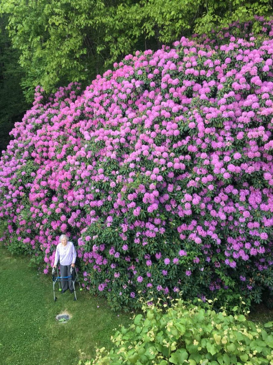 Un rhododendron ou azalée de 100 ans et la dame qui l'a planté 🌸