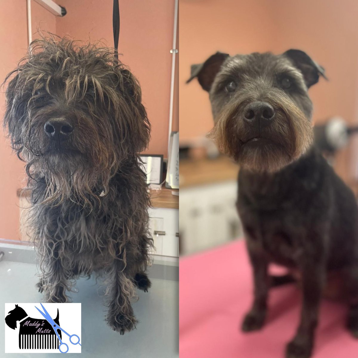 MaddysMutts's tweet photo. What a transformation for the lovely Archie!!!

He has been coming to me for years. I know now that he doesn’t mean it when he grumbles and if you ask for an apology he will start wagging his tail and give you a kiss 😂

#dogchat https://t.co/42VvwsRKM4