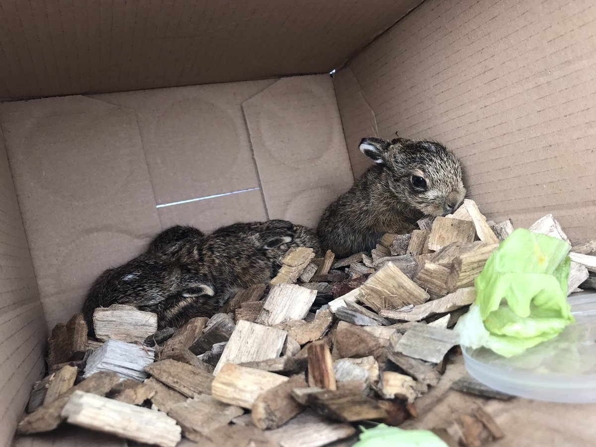 LozBigrave's tweet photo. #Springwatch found these little fellas in Suffolk. https://t.co/tbPnizdWN4