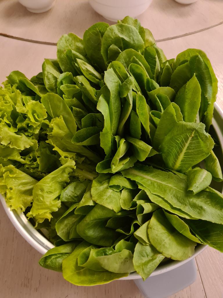 kikopangilinan's tweet photo. Heto ang organic romaine and green ice lettuce 10 days after harvest. Hinuhugasan lang before serving. Dahil hindi ginagamitan ng kemikal na pestisido o  pataba, buhay na buhay ang mga dahon, hindi mabilis mabulok. 10 days na pero crispy at fresh pa rin. Go organic! https://t.co/uXLFDP1qp9