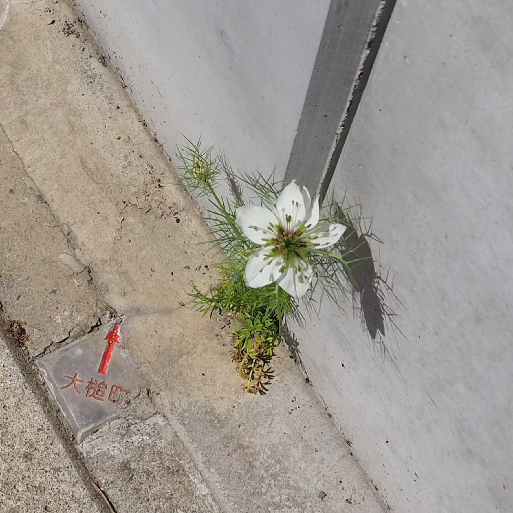 きくち ゆき 紙雑貨 岩手 ニゲラの花が 擁壁の隙間から生えてきました うちの花壇から種がこぼれたようです 岩手 大槌 T Co Yto07dmzyh Twitter