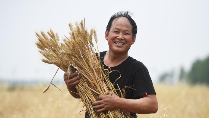 Chineinfocom's tweet photo. #Photos du jour : #récolte du blé dans le #Henan

Récolte du #blé dans le bourg de Huyang à #Tanghe, district de la province du Henan (centre). 

#Chine #agriculture https://t.co/D4sw5fJlj3