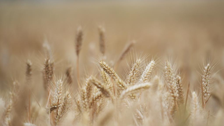 Chineinfocom's tweet photo. #Photos du jour : #récolte du blé dans le #Henan

Récolte du #blé dans le bourg de Huyang à #Tanghe, district de la province du Henan (centre). 

#Chine #agriculture https://t.co/D4sw5fJlj3