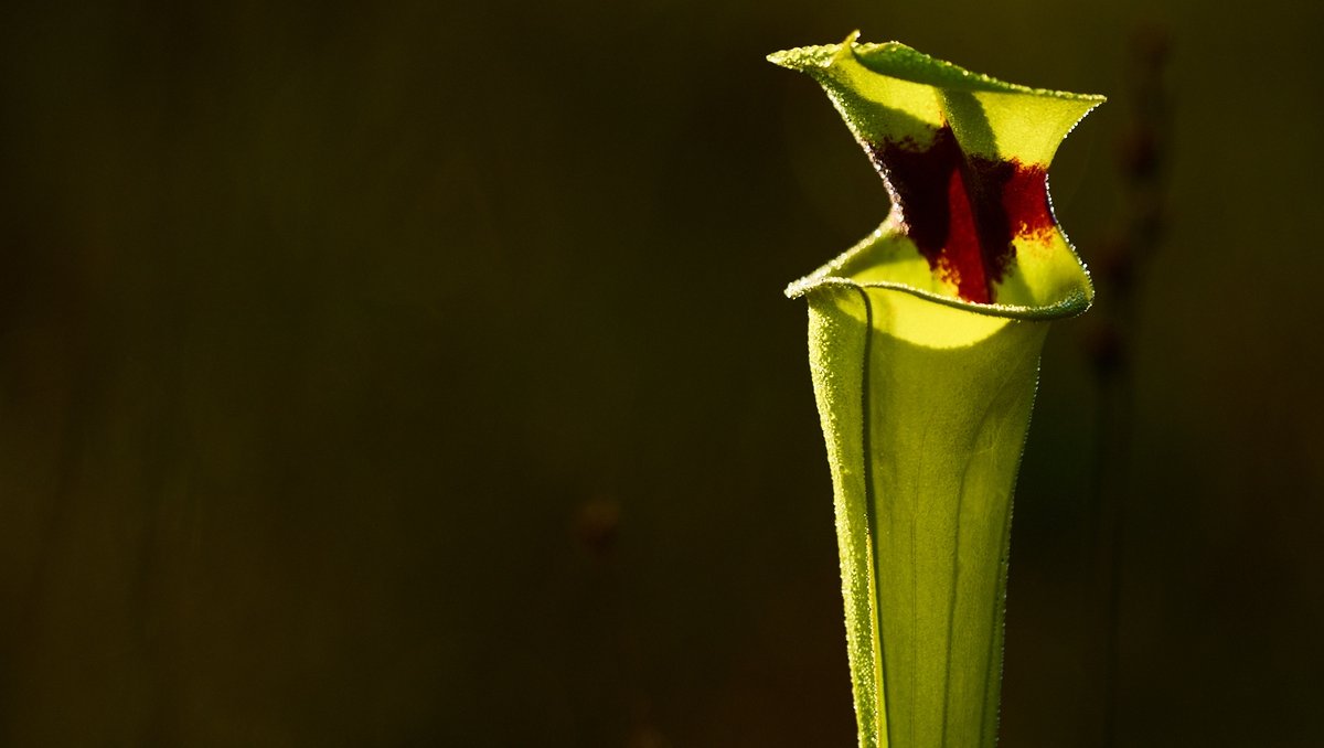 These Trumpet Pitcher Plants in the Florida long leafed pine ecosystems are well adapted to get limiting  nutrients from invertebrates. A habitat that once dominated land from Virginia to Texas and depends on fire and yet we are so scared about fire as a management tool.