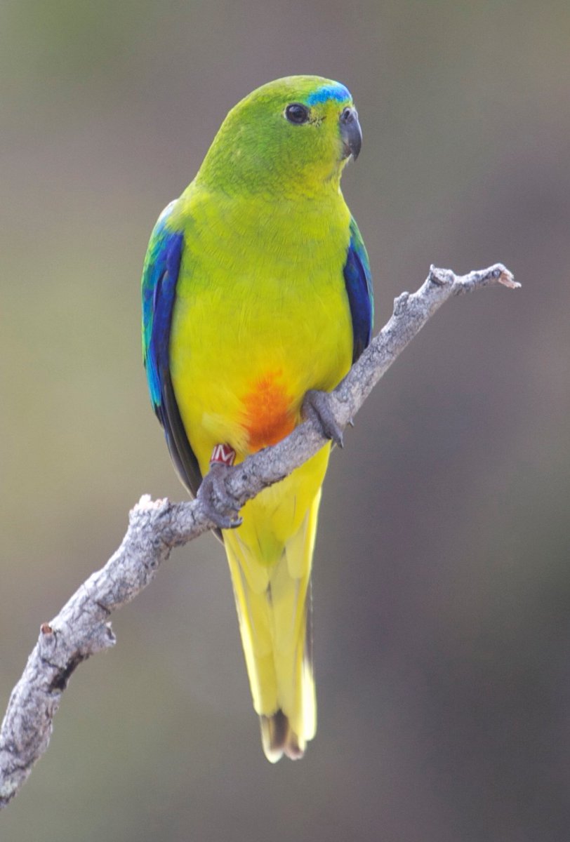 it's #WorldParrotDay and shout out to the rarest one of them all - the orange-bellied parrot