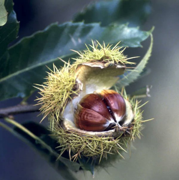 📡 Aprobado un Real Decreto sobre conservación de recursos genéticos forestales.
📑 La nueva norma tiene por objeto establecer las líneas básicas sobre conservación y uso sostenible de los recursos genéticos arbóreos de interés nacional.
#ElasXeranSector
buff.ly/3Gvq3sS