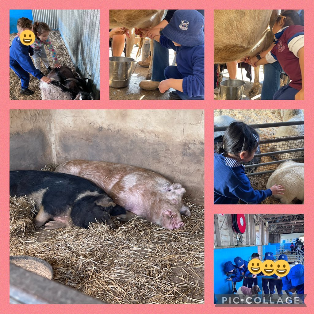 Wow! Kindergarten had so much fun at the farm today. We got to ride on the tractor, pat animals, watch the sheep shearing and dog show! 🚜🐷🐓 <a href="/MissCassady/">Lucy Cassady</a>  <a href="/MissZanatta/">Nicole Zanatta</a> <a href="/fairvaleps/">FairvalePS</a> <a href="/AnthonyPitt4/">A R Pitt</a>