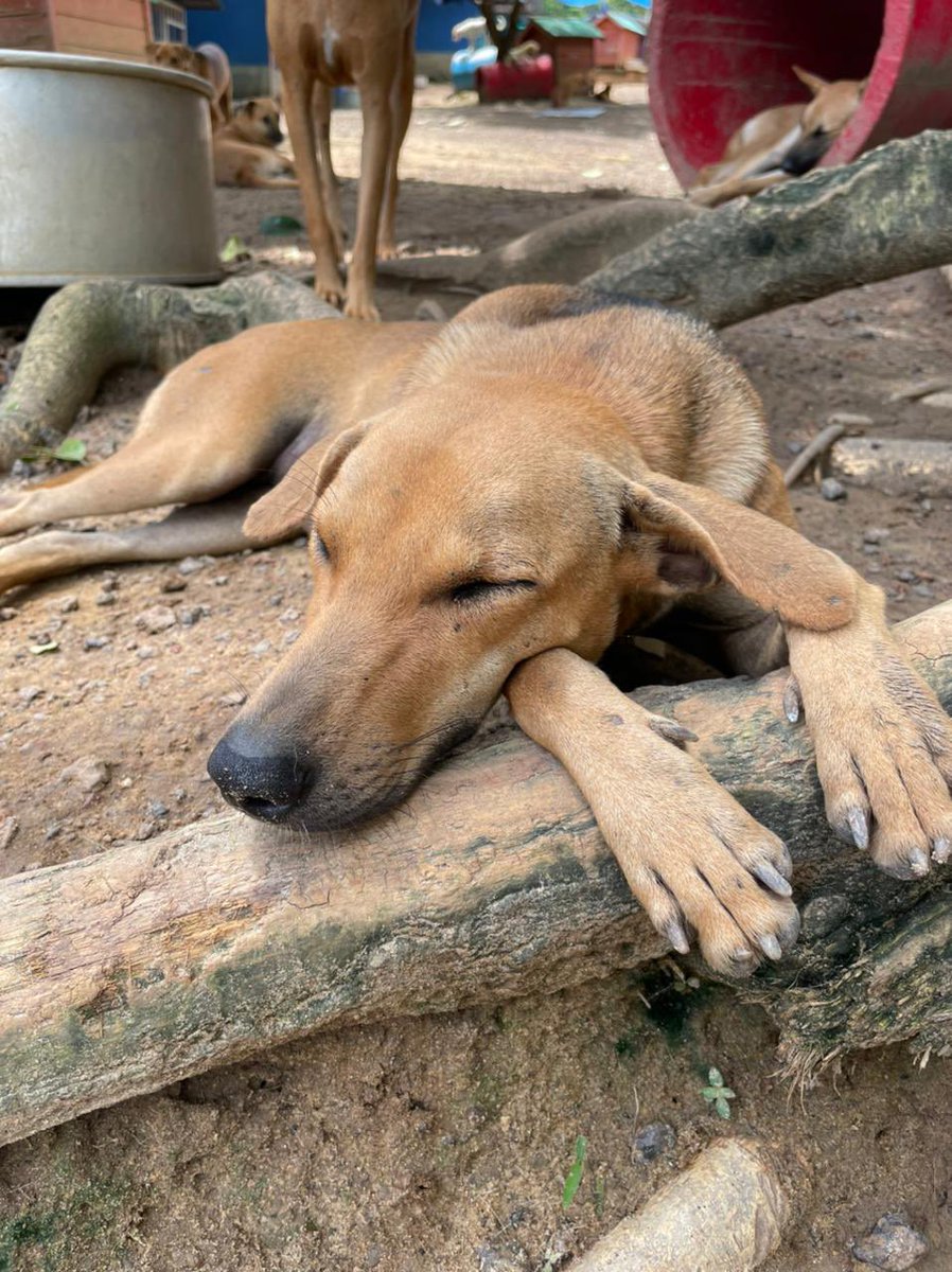 AnimalSOSSLanka's tweet photo. πΎ πΆ Have a Snoozy Tuesday π΄π
#ThosePaws #Snooze #AnimalSOS https://t.co/RR6VEddz5G