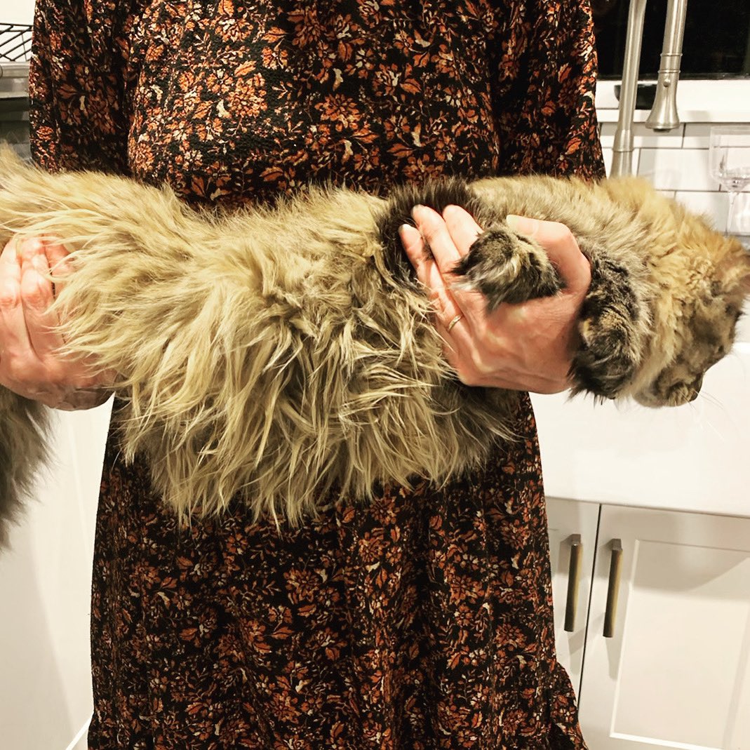 alanaclarkie's tweet photo. Nine months of utter deliciousness 🧡🧡🧡#CatsOnTwitter #cattummy #MaineCoon #CatFloof https://t.co/s2zLhPNDQA