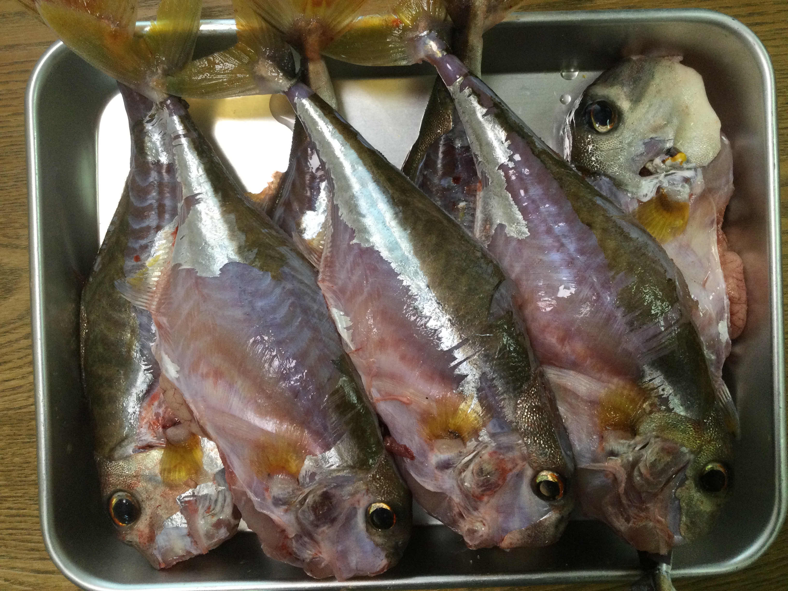 大宮冬洋 この写真を見て魚種を当てられる人は三河湾沿いの魚好きだと思います ウマヅラハギ 惜しい 答えはギマ 漁師さんの刺し網漁を手伝って37匹も譲ってもらいました 粘膜を大量に出し 硬くて鋭利な角が3本もあるやっかいな魚ですが ここまで