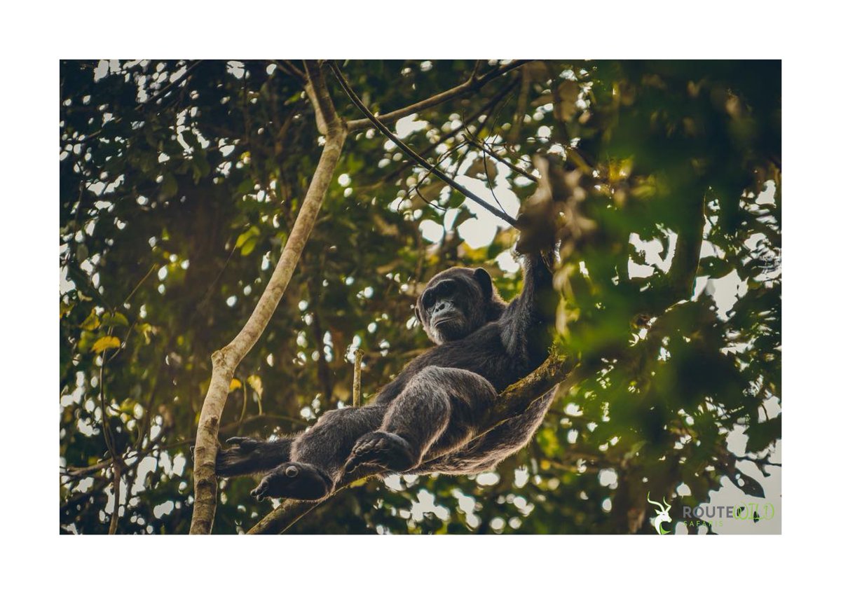 route_wild's tweet photo. KIBALE FOREST NP-UGANDA
Home to primate species, Kibale National Park is the primate capital of the world with over 1500 chimpanzees and other more primates.

Activities
Chimpanzees trekking &amp; habituation
Birding
Nature walk

Discover the untamed 
🔗https://t.co/hl8xTBlSSv https://t.co/smrpgQLQok