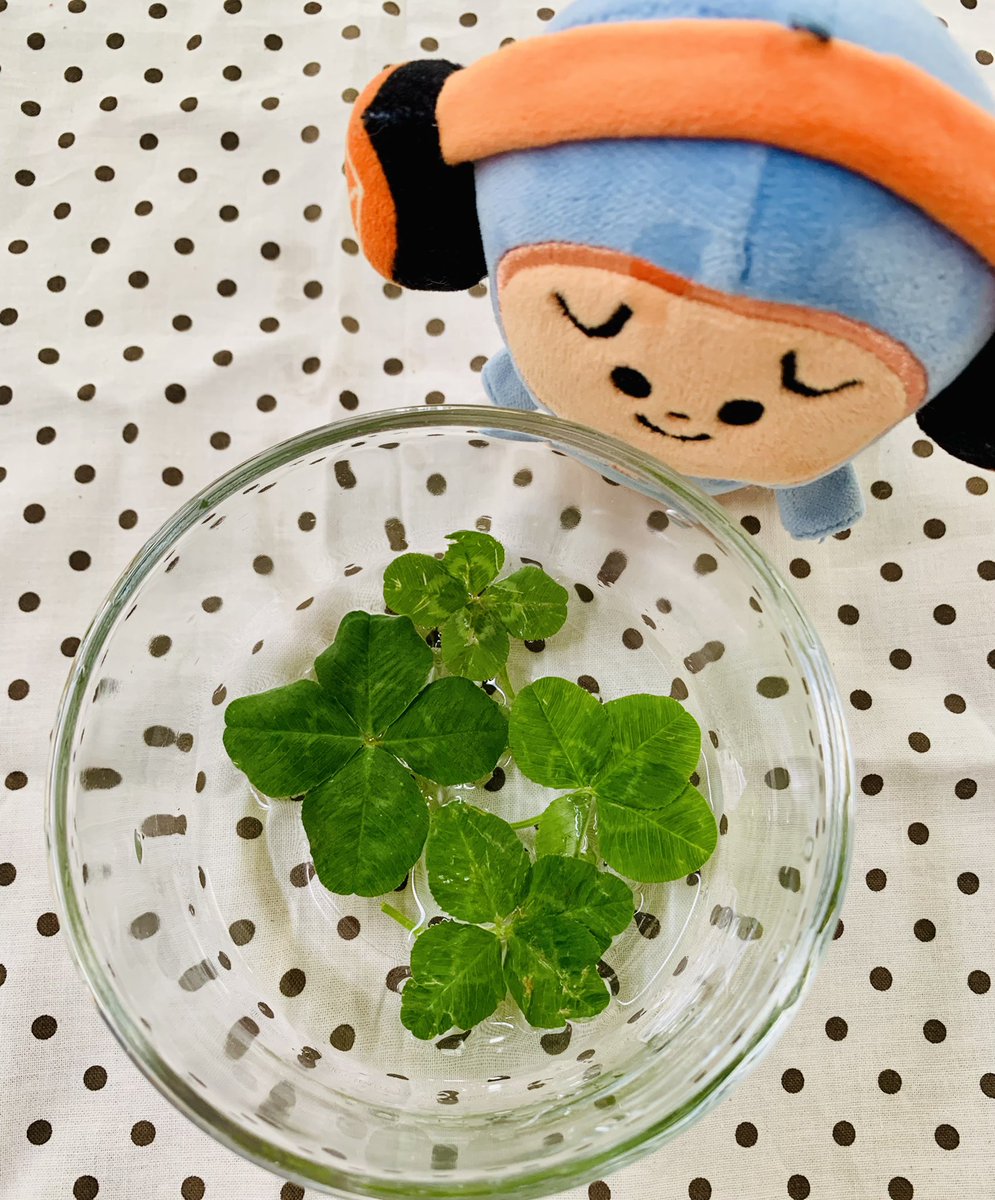 Anko_990551's tweet photo. マシホ大好きな娘が取ってきた四つ葉🍀
4つも😳マシホにいい事あるといいな✨ https://t.co/Gd9RZfCv3z