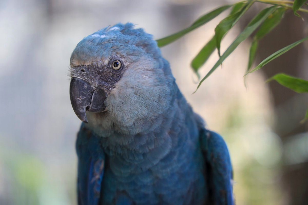 🦜World Parrot Day is here! And this year will be extra special.🎉

🐦A few short days from now, Spix' Macaws will be released into their natural habitat in Brazil, where they went extinct over 20 years ago. The Pairi Daiza Foundation thanks its partners <a href="/actparrots/">ACTP e.V.</a> and @ICMBio !