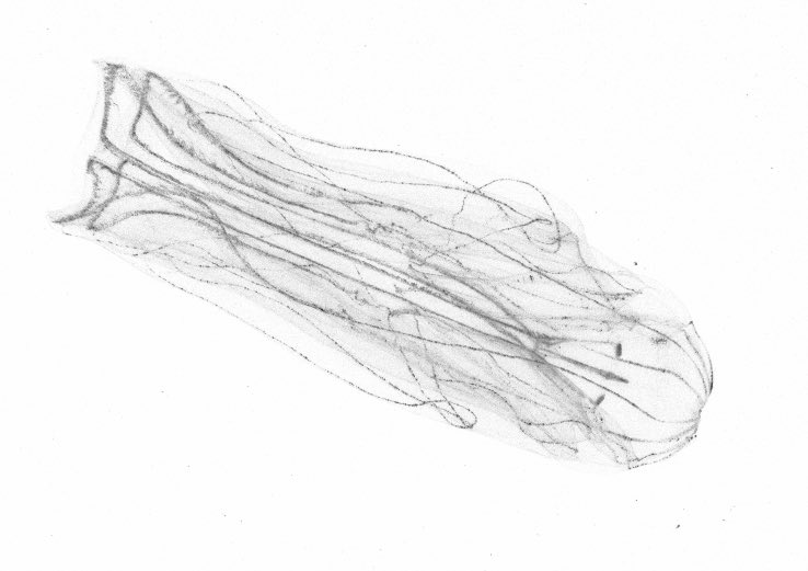 Laurcopp1's tweet photo. Finally we got some pictures from the UVP6 camera used during @talpro22 cruise. Here an example of Ctenophore @ComplexLov @Lov_OMTAB https://t.co/MLmx632YVp