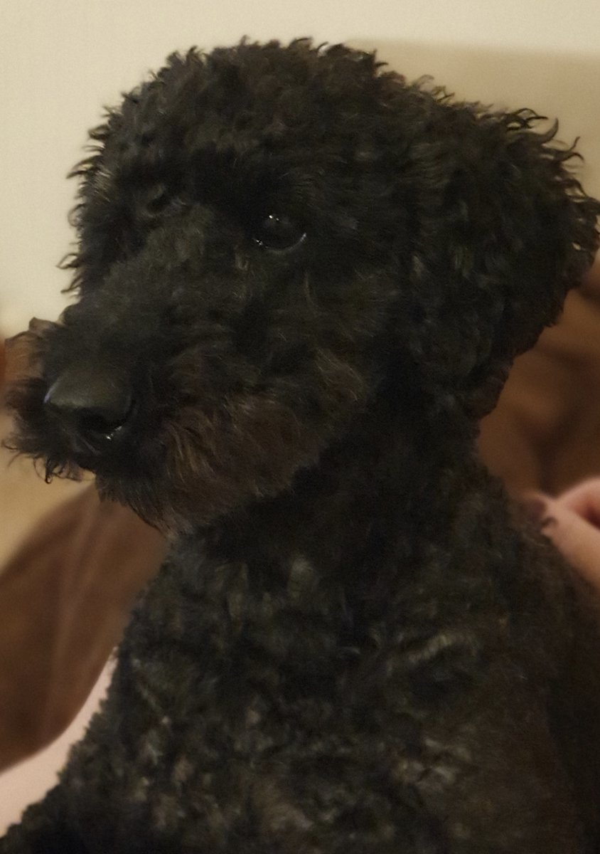 AlzScotCPP's tweet photo. .@MJSmith0611 looked after Thor the dog during lockdown and he brought much joy and comfort through those tough days.
@lilenda enjoys looking after her friend's pets as well as her own, Ruby is pictured here critiquing her latest writing!🐶
#PhdPets
#DementiaAwareness https://t.co/wcP0UqbyzJ