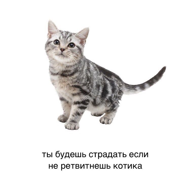 ужасные мемы (@liltonder) on Twitter photo 