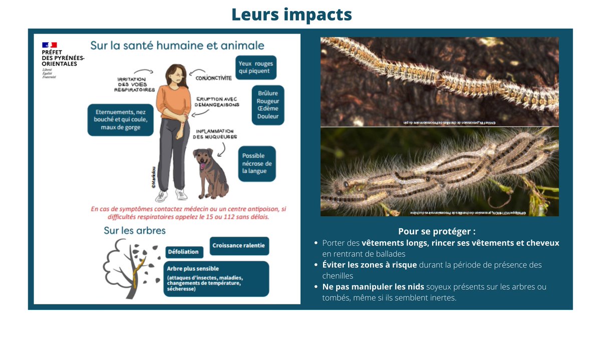 Prefet66's tweet image. #MardiConseil | Les #ChenillesProcessionnaires 🐛produisent des soies urticantes volatiles sur leur corps, dans les cocons, dans les nids et sur l’écorce des arbres 🌳
Découvrez leurs impacts ⤵️
pyrenees-orientales.gouv.fr/Politiques-pub…