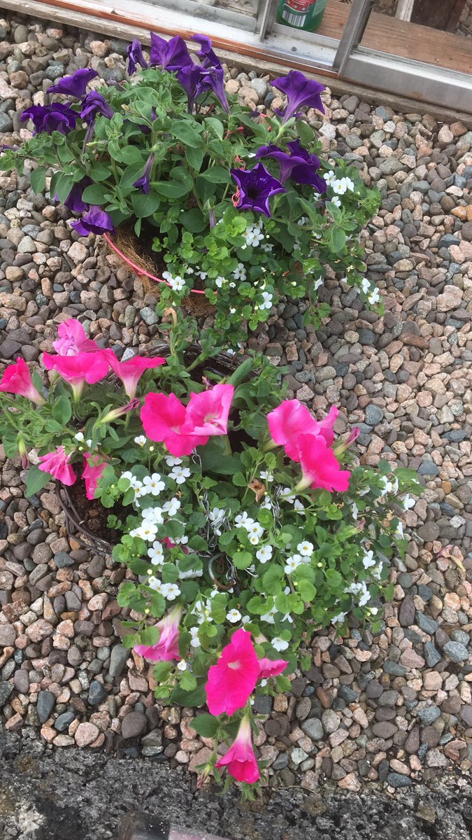 PhilomenaDuffy4's tweet photo. May🌸 https://t.co/4BajJKdhNv