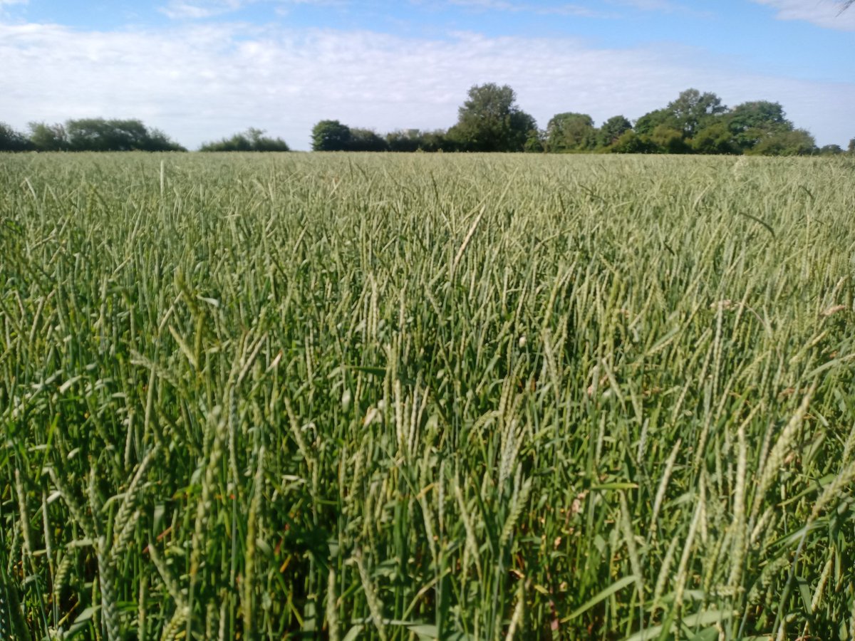 PierreYvesBuis1's tweet photo. Voici du grand épeautre #bio variété oberculmer (variété non hybridé, aucune intolérance au gluten) qui normalement ira pour l'alimentation humaine 🥖
Précédent avoine féverole, #zerointrant https://t.co/mq2yJdM2Vd