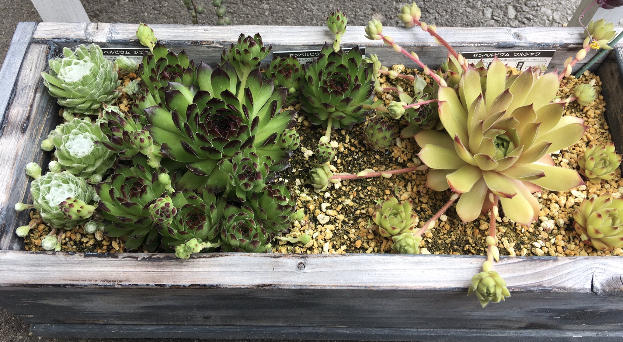 らいす 多肉2年生 Daqmvmbpa71blnh Twitter