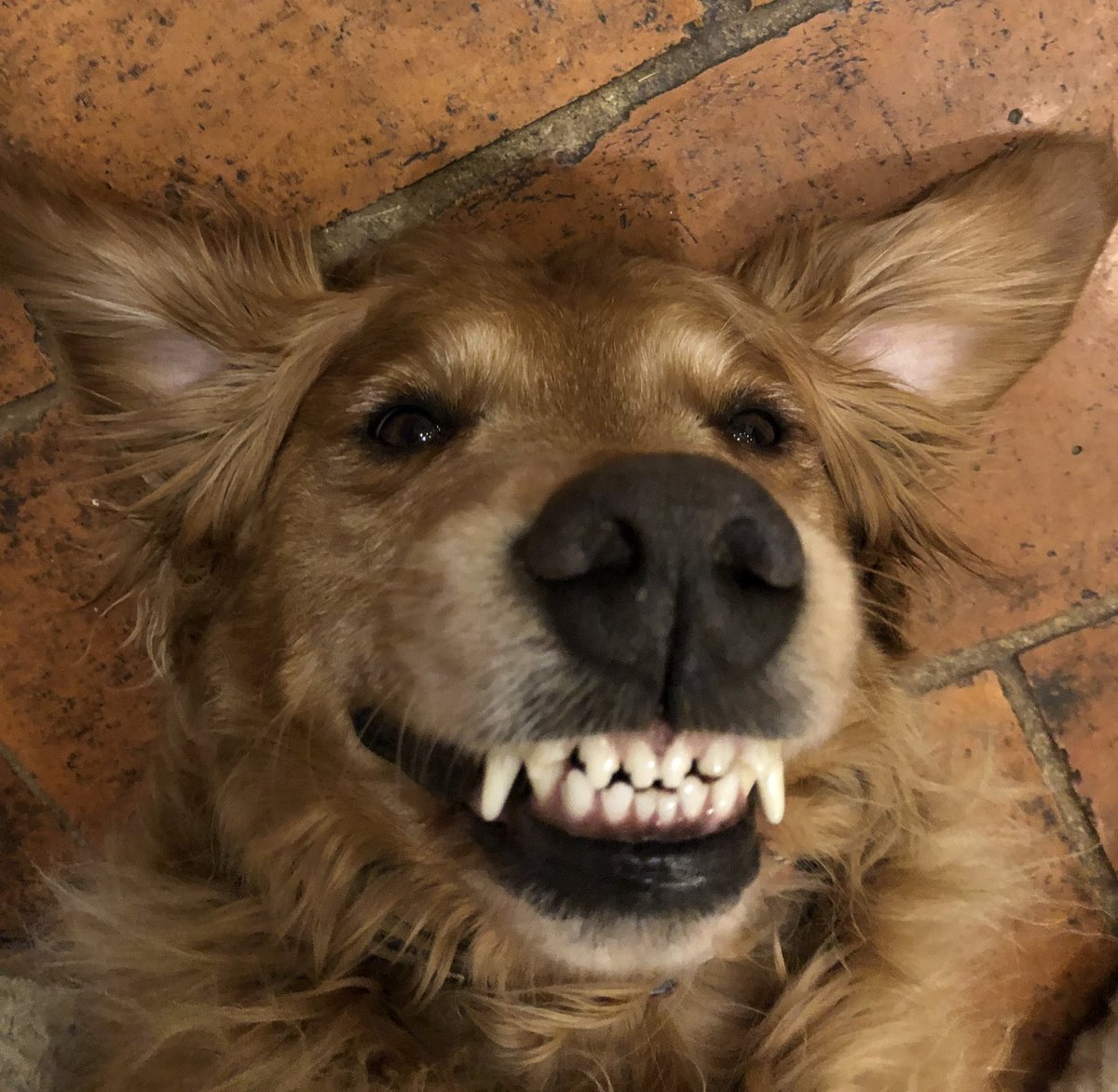 John Frater tweet media