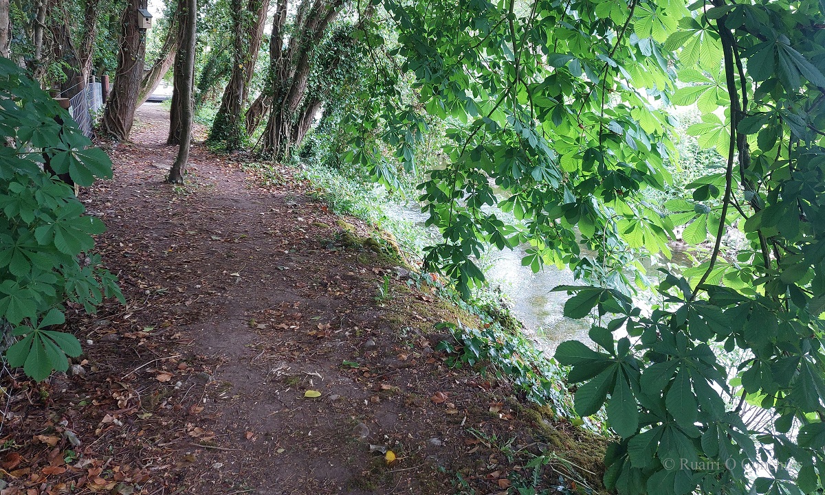 An amazing sense of community pride in Ballinderry (Tipperary) yesterday as work continues on a stunningly beautiful river walk along the Lower Ballyfinboy River. 

A place for nature - a place apart - of calm - of connection (30 05 22) 

#FarmlandBiodiverity #CommunityPride