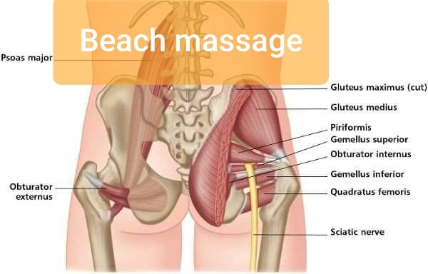 กล้ามเนื้อชั้นลึกของก้น ส่วนใหญ่จะช่วยในการหมุนหัวสะโพกออกด้านนอก (hip external rotation) ปกติคนเราจะทำได้ 60 องศา โดยใช้กล้ามเนื้อเช่น
-Gemellus inferior, superior- Gluteus
👉นอกจากความรู้พื้นฐานทางกายวิภาคศาสตร์แล้วพื้นฐานทางชีวกลศาสตร์การเคลื่อนไหวก็สำคัญสำหรับนักนวดครับ